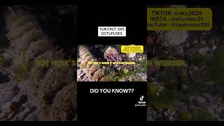 #OctopusFacts #MarineLife #OctopusLove #OceanMagic #FYP #ForYou #SeaCreatures #NatureLovers#tiktok