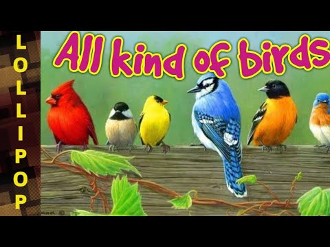 Different types of Birds Name with Pictures for kids//Learn Birds Name for children//Lollipop