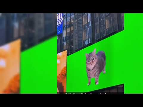 The Funniest Cat Moment 2025 | fail cat | try not to laught 😸