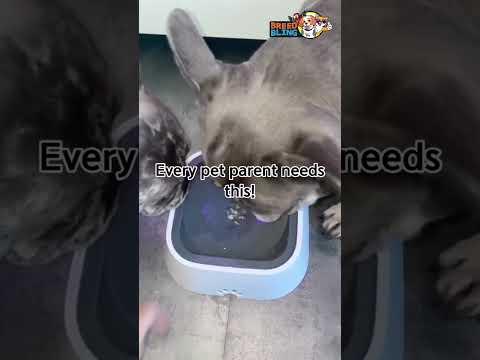 No Spill Pet Water Bowl