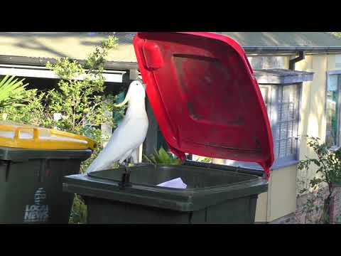 Sulphur-Crested Cockatoo Opening Lid of Waste Bin