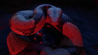 Mo3 - Thought I Knew (Visualizer)