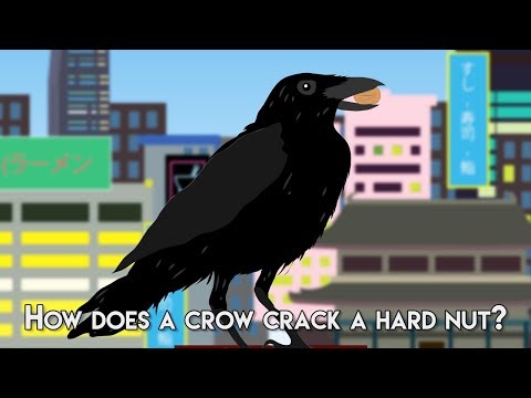 How does a Crow crack a hard nut?