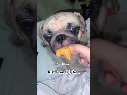 Dogs being dumb - Part 5 | Eating Gently II 🤣😂 #funnydog #funnypet #cutedog #dog #pets #petlover