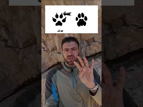 سگ سان رو از گربه سان تشخیص بده #جانوران #سگ_سانان #گربه_سانان #zoology #wildlife