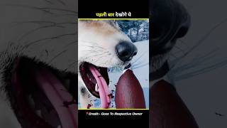 The Deadly Blood Trap 😨 #facts #3danimation #shorts #shockingfacts #darkfact #animalfacts