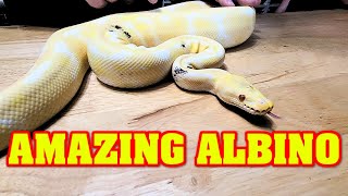 The original  morphs, and why they matter!  Let's talk about Albino ball pythons!