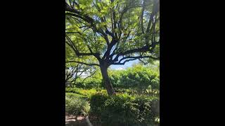 #maunakeahomes #workvibes #workview #trees #stories