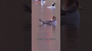 Wetland Wonders: Life in Nature's Water Gardens! #shorts  #wildlife #wildlifeentertainment