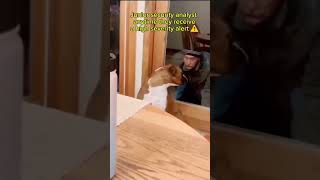 Junior security analyst anytime they receive  high severity alert. #cybersecurity #memes #ITsecurity