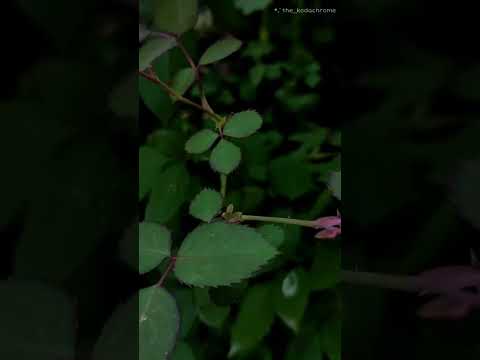 waqt ki kaid me jindagi me..