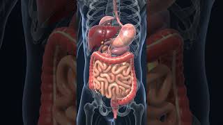 🇺🇸Digestive System 3D Animation Stomach,Liver,Small & Large Intestine Explained. #usa #usashorts