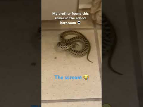 Snake in school bathroom | #fyp #shorts #snake #school