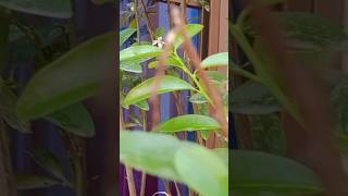 Beautiful 🥰😘 #daliyroutine #saad #rain