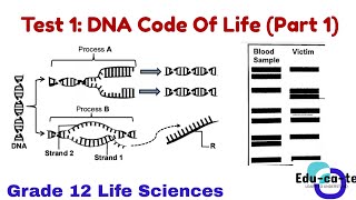 TEST 1: DNA code of life (part 1) - Grade 12 Life Sciences