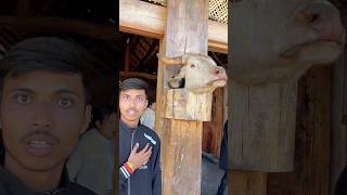Nagaland Hornbill Festival Mini Vlog