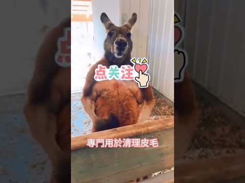 澳大利亞的街霸袋鼠愛打架以外，私下里還愛幹這個事！#澳洲國寶#袋鼠日常#世界动物 #动物 # kangaroo #australia #冷知识 #世界之最#地球之最#爆笑#爆笑集锦#澳洲动物#澳洲旅游