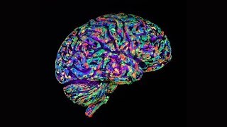 Human Brains Possess Quantum Characteristics