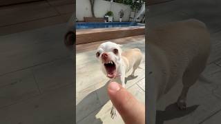 The Kuchi Kuchi chihuahua vs French Bulldog😈 #dog #frenchbulldog #chihuahua #angry #pets #doglife