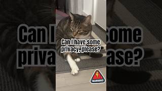 Privacy, please! #explore #funny #cat #cuteanimal #cutecat #foryou #cute #catvideos #shorts
