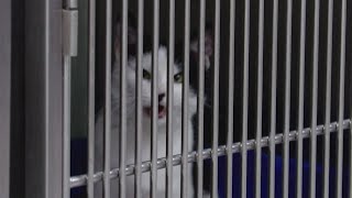 Community raises concerns of conditions inside Hendricks County Animal Control Shelter