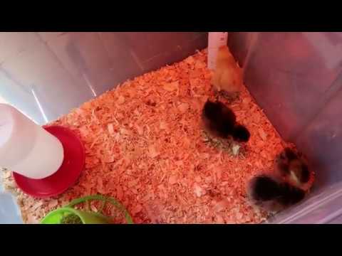 How to Treat Chicks with Pasty Butt