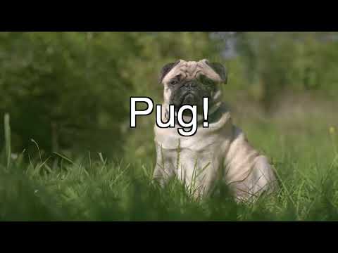 Best Dog Breeds For Families