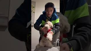 TIKTOK VIRAL TRENDS  #viral  #cute #short #shorts #dog lover #trends