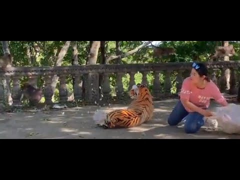 Prank Fake Tiger Prank with Monkey.
