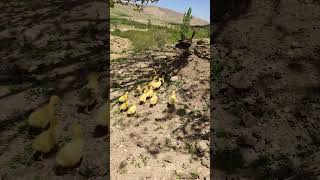 Realistic Nature in Nomadic Village #long #longvideo