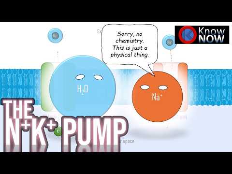 The Neuron - Part 2: Sodium (Na) Potassium (K) Pump - Reasonably Deep Dive (by KNOW)