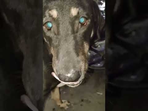 Feeding Street Dogs ☺️🐶❤️ | Sandesh #pets #streetdogs