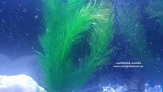 Guppies in Daphnia Heaven - by LiveFishFood Australia