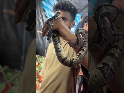 Pet snake 🐍🔥🔥🔥 #yutubeshorts #shortfeed #explore