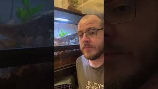 Feared by Ball Python Breeders worldwide, it’s the Dreaded Male Normal housed in a planted viv!?!