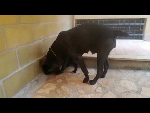 Bucceri Cane Corso
