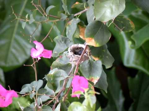 Timelapse of hummingbird's nest - birdseye view of mom feeding babies