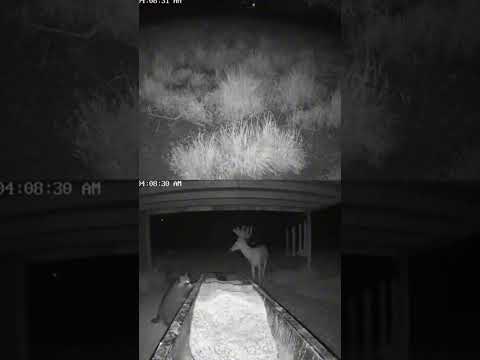 Raccoon Backs Down When Buck Claims the Feeder #babydeer #lipcurlscents #nature