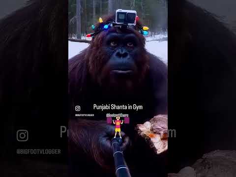 #punjabibandar #funny #funny ##viral #reels #trending #animal #love