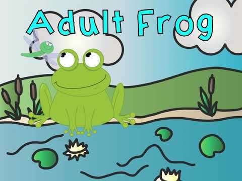 Life Cycle of a Frog