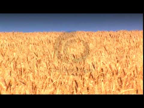 Wheat Field against a blue sky - stock video