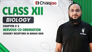 Sensory Receptors in human Skin
