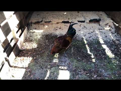 Stinkle's Chicken