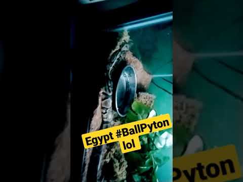 Egypt Ball Python