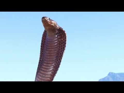Cape Cobra (Naja nivea) in a tree!