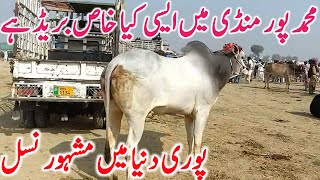 Global Village Farming | Muhammad Pur Mandi Dajili & Cholistani Bachre, Rajinpuri Bakre