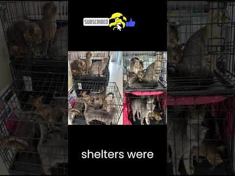 Dead couple with over 100 abandoned cats in their home.