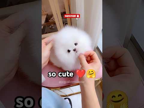 Ah! It is a very cute puppy 🤗❤#cute #cutedog #doglover #pomeranian #puppy #shortvideo #shorts #4k