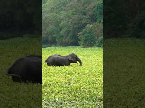 #elephant #wildlifephotography #nature #nikon #saveelephantfoundation #kaziranganationalpark