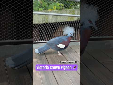 🕊️ Victoria Crowned Pigeon (Goura victoria) 📍Singapore